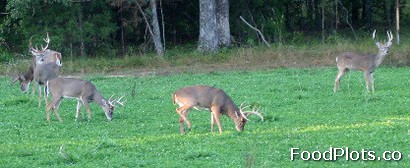 Food Plots are Part of an Overall Wildlife Management Plan