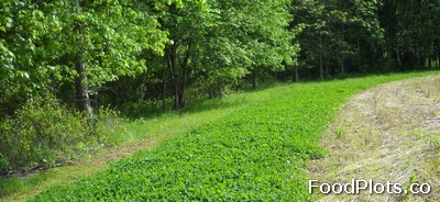 Food Plots for Whitetail Deer in Texas