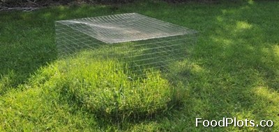 How to Plant a Food Plot: Using Exclusion Cages